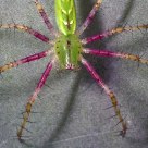 Lynx Spider